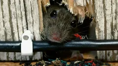 Los ratones no volverán a casa: métodos sencillos que acabarán con el problema para siempre