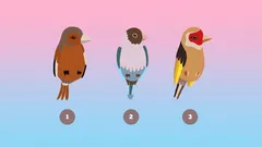 Test psicológico: elige un pájaro y descubre qué piensan los demás de ti