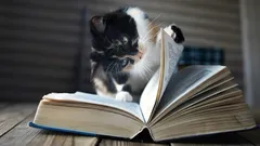 Por qué el gato se sienta en objetos que usa su dueño: los expertos señalan 4 razones