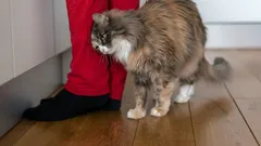 Un gato no se frota contra las piernas de su dueño porque sí: un zoólogo explica qué significa esta señal
