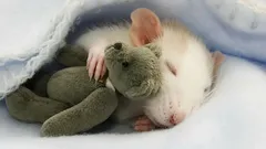 Qué sueñan las ratas: los científicos revelan datos sorprendentes sobre la vida de estos animales