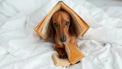 Los perros pueden aprender palabras nuevas escuchando a sus dueños: ¿cómo lo consiguen?