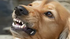 Los perros lo sienten todo: la principal razón por la que ladran a unas personas y a otras no