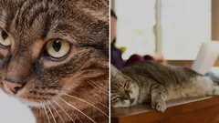 Cómo evitar fácilmente que tu gato se suba a la mesa: un zoólogo revela un método sencillo