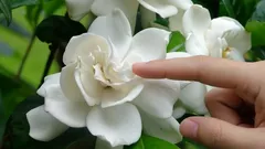 La mejor planta de interior para el hogar: su lujoso aroma llenará toda la estancia