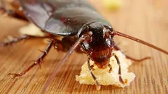 Las chinches y las cucarachas desaparecerán de tu casa: un experto revela un sencillo secreto