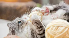 La vida secreta de los gatos: qué hacen realmente cuando se quedan solos en casa