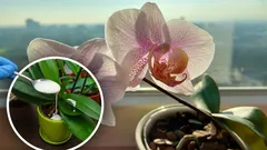 Las orquídeas florecerán todo el año: solo necesitas una cucharada de este abono casero