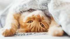 Cómo acostumbrar a un gato a dormir con su dueño: consejos eficaces de un zoólogo